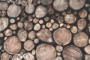 Wood & Forest Free Photos